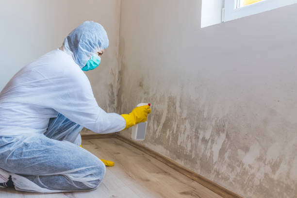 Licensed Mold Remediation service in Rhodelia, KY - WQB Mold Removal